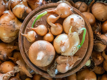 High angle view of mushrooms