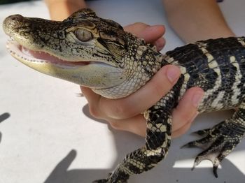Close-up of baby crocodile