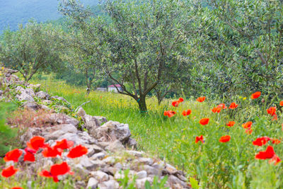 Red poppy flowers growing on land