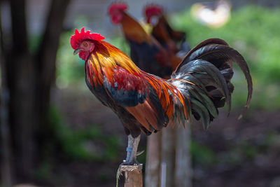 Beautiful cock and background, close-up of rooster