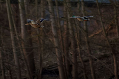 Bird flying against blurred background