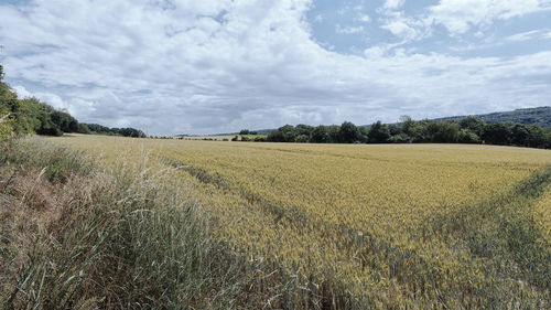 Scenic view of field against sky