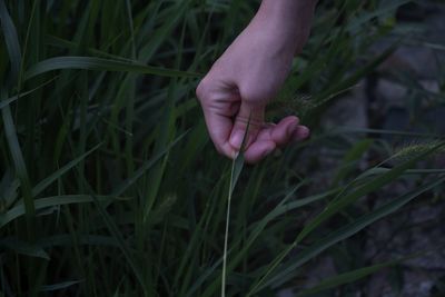 Close-up of hand holding grass