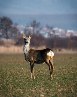 Portrait of deer standing on field during the sunrise