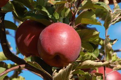 Close-up of apple on tree