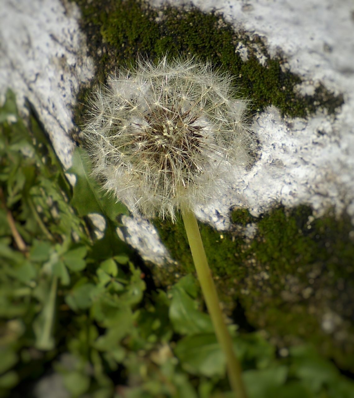 growth, close-up, dandelion, fragility, nature, plant, flower, focus on foreground, freshness, selective focus, beauty in nature, white color, day, outdoors, water, no people, wet, drop, stem, flower head