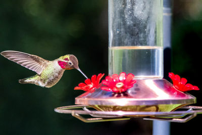 Close-up of bird flying by feeder