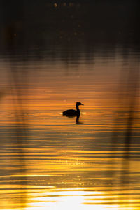 Silhouette of birds flying over lake