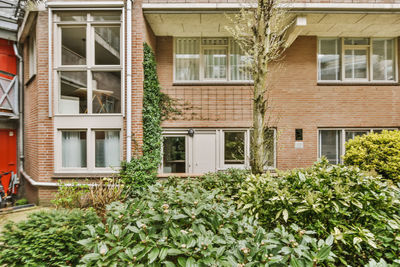 Plants growing outside house