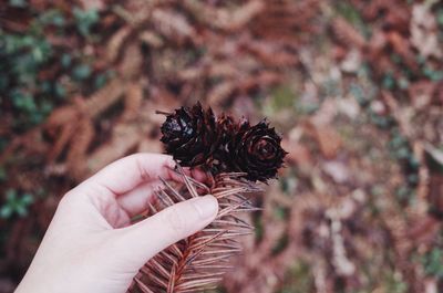 Close-up of hand holding pine cone