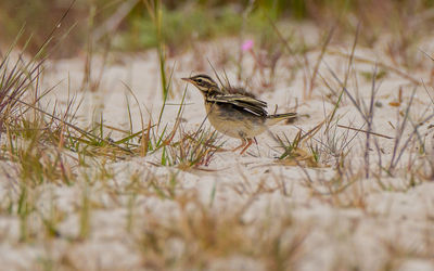 Close-up of bird perching on grass