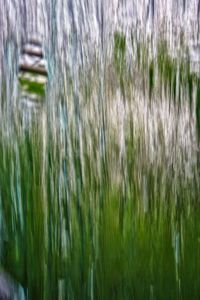 Close-up of stalks against blurred background