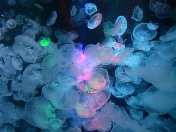 Full frame shot of jellyfish swimming in sea