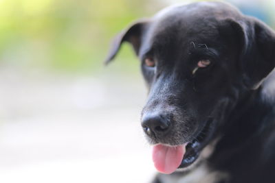 Close-up of dog looking away