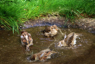 Ducks swimming in lake