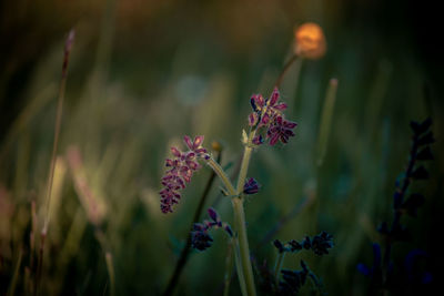 Close-up of purple flowering plants on field
