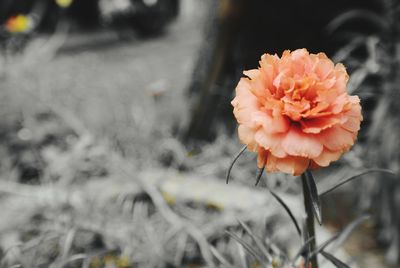 Close-up of orange flower