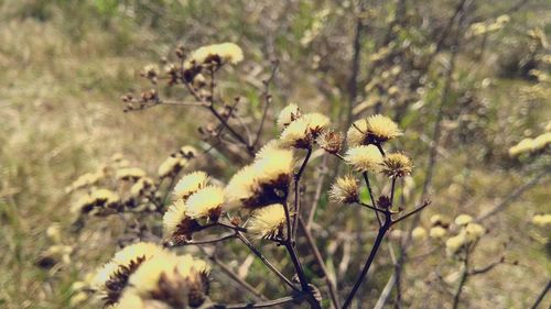 Close-up of flowers