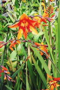 Close-up of orange day lily blooming outdoors