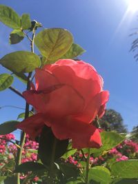 Close-up of rose blooming in garden