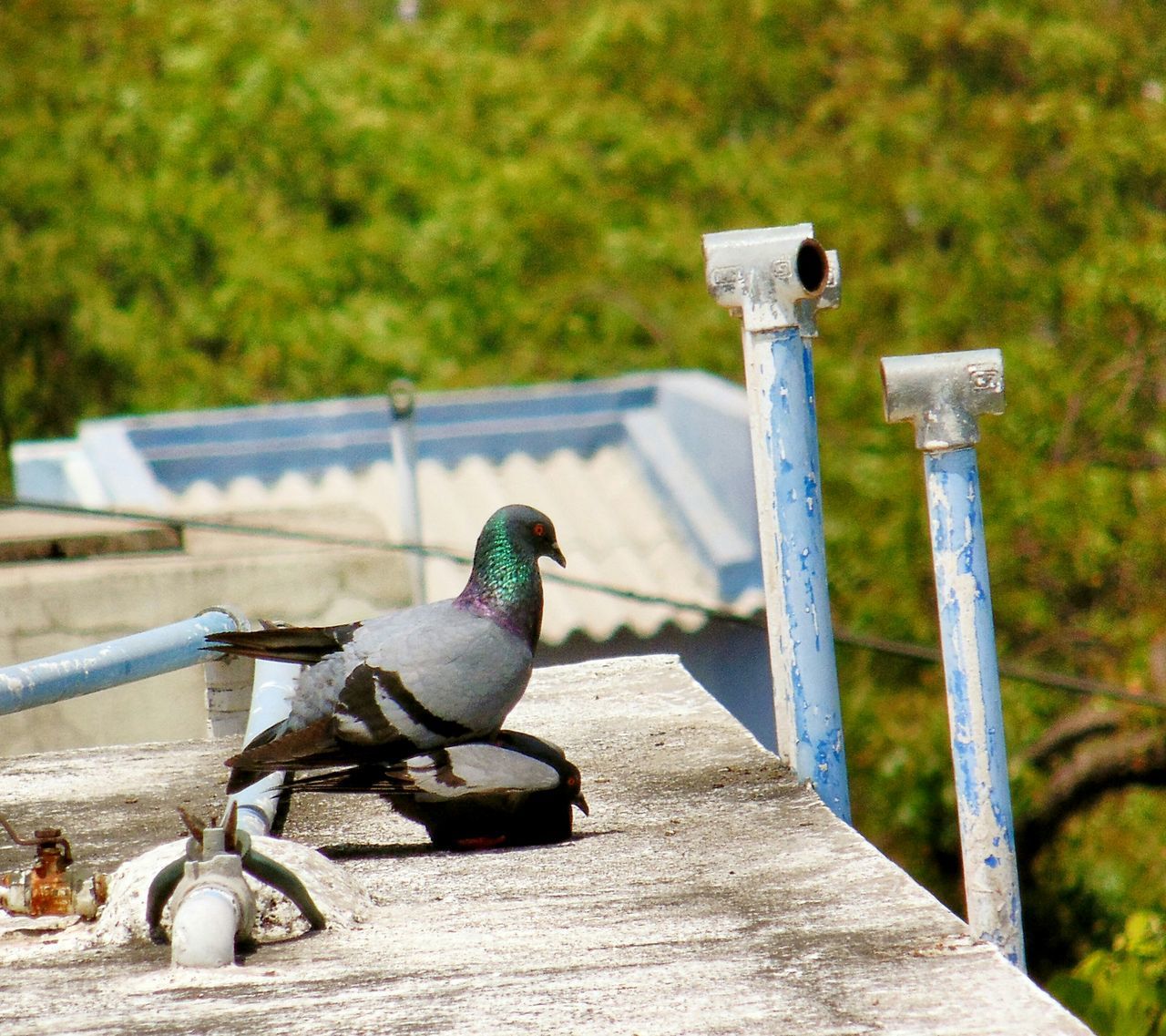 Dove with dove