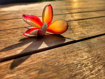 Close-up of flower on table