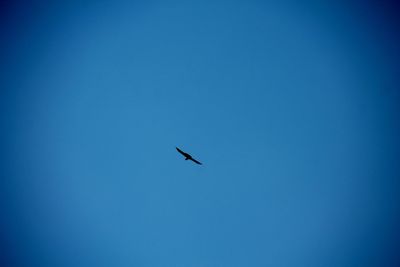 Low angle view of bird flying against clear blue sky