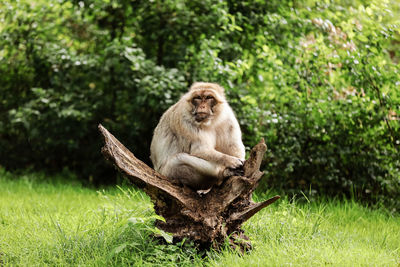 Lion sitting on tree trunk