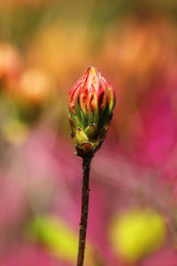 Close-up of pink flower bud