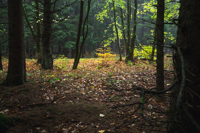 Trees growing in forest during autumn