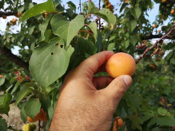 Cropped image of hand holding apple on tree