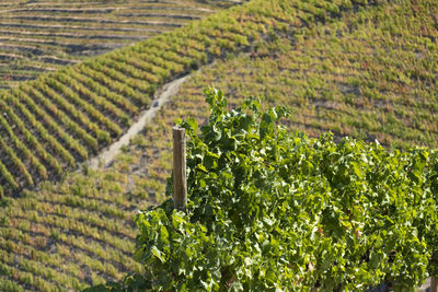 Vineyards in the douro river, alto douro wine valley