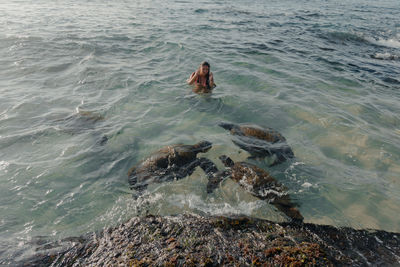 High angle view of tortoise with woman in sea