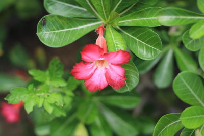 Close-up of pink flowering plant