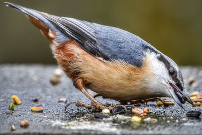 Close-up of bird eating