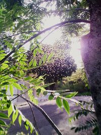 Sun shining through trees