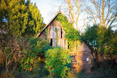 Ivy growing on house