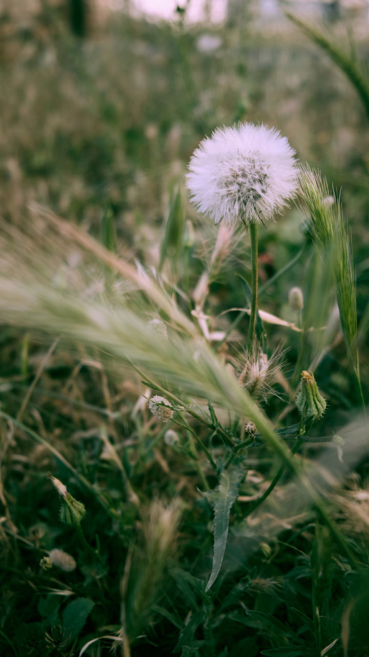 CLOSE-UP OF DANDELION GROWING ON FIELD