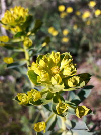 Close-up of yellow flower