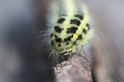 Close-up of insect