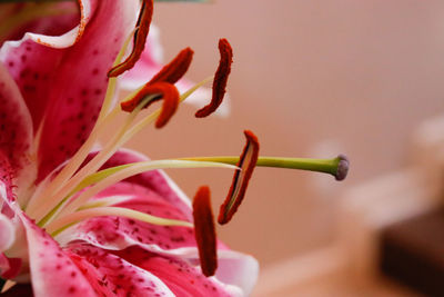 Close-up of pink flowering plant