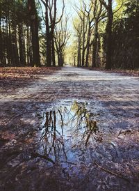 Trees in forest