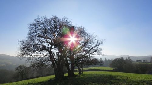 Tree on field against clear sky