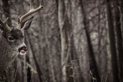 Deer in a forest