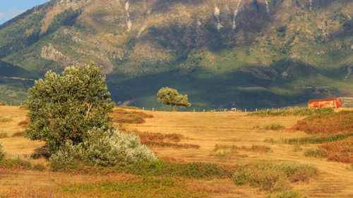 Trees on landscape against sky