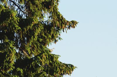 Low angle view of pigeon perching on pine tree against clear sky