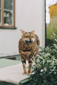 Cat with open mouth while standing on retaining wall by plant outside home