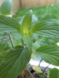 Close-up of fresh green plant