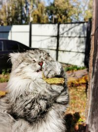 Close-up portrait of a cat