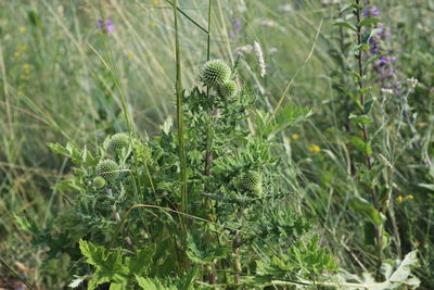 High angle view of succulent plants on field